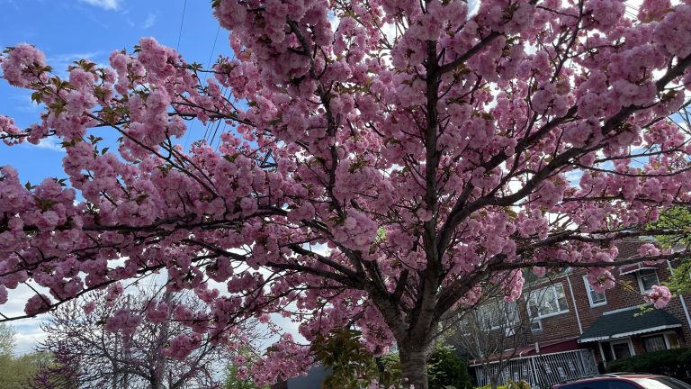 El “sakura” pinta la ciudad color de rosa