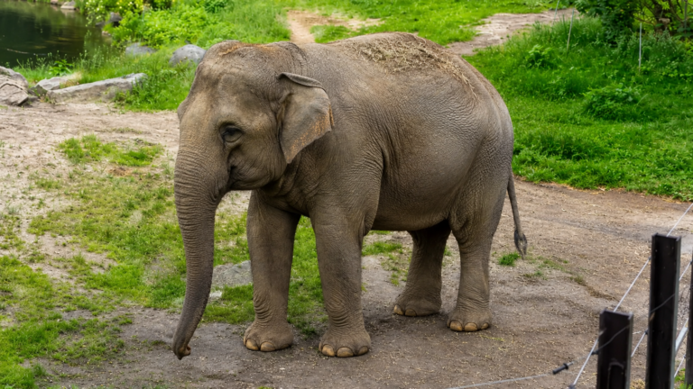 El Zoológico del Bronx evalúa trasladar a su última elefanta a un santuario en Tennessee