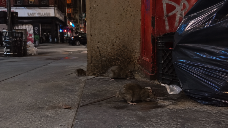 Aumentan los avistamientos de ratas en el East Village pese a la reducción de reportes en Nueva York