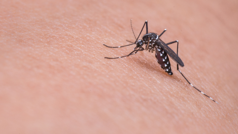 Detectan casi el doble de focos de mosquitos con virus del Nilo Occidental en Nueva York