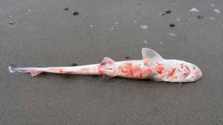 Casi 30 tiburones aparecen muertos en una playa de Nueva Jersey