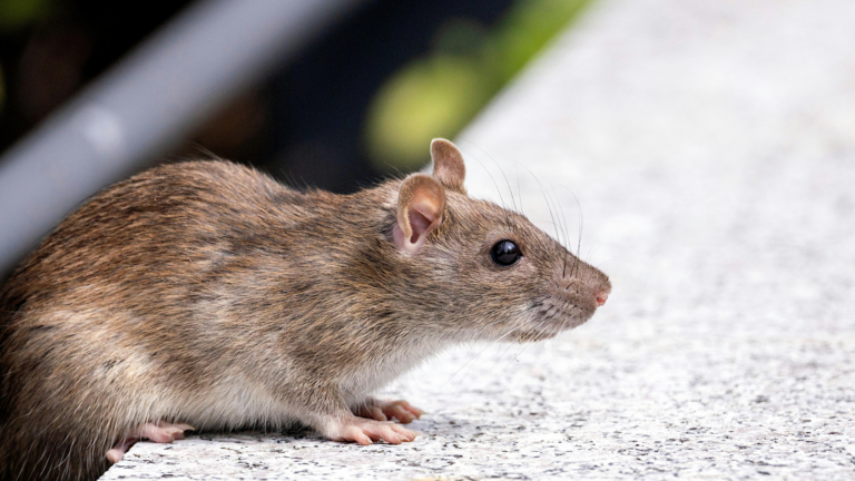 Nueva York endurece la lucha contra las ratas y exige inspecciones en 14 días